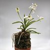 Neofinetia falcata shunkyuden 春及 